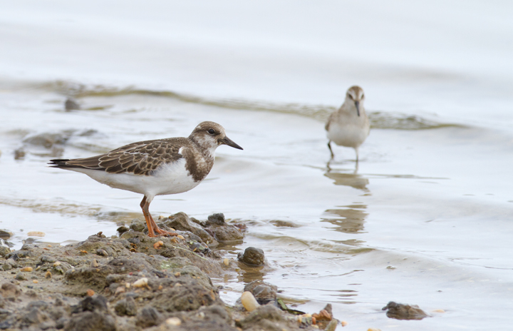 A juvenile Ruddy Turnstone at Swan Creek, Anne Arundel Co., Maryland (9/5/2011). Photo by Bill Hubick.
