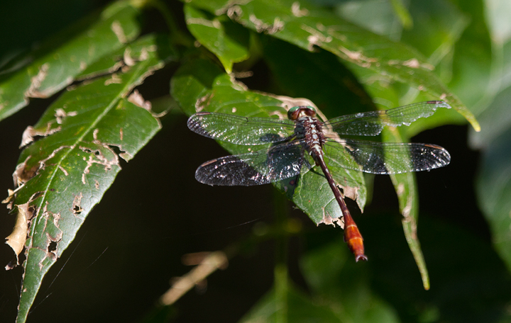 My first photo of Russet-tipped Clubtail - Harford Co., Maryland (8/31/2011). Photo by Bill Hubick.