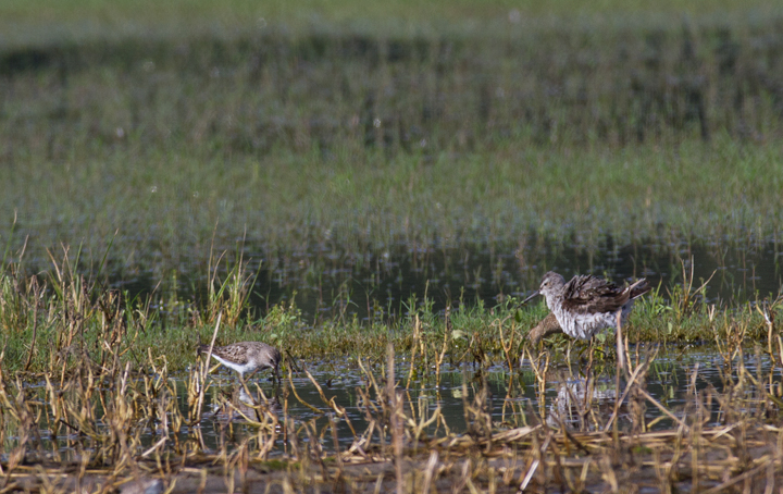 A Stilt Sandpiper (right) with White-rumped Sandpiper (left) in Wicomico Co., Maryland (9/10/2011). Photo by Bill Hubick.