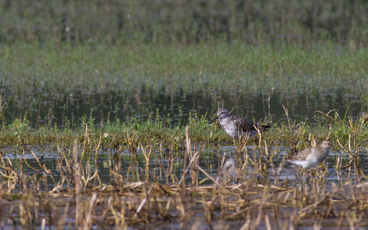 A Stilt Sandpiper in Wicomico Co., Maryland (9/10/2011). Photo by Bill Hubick.