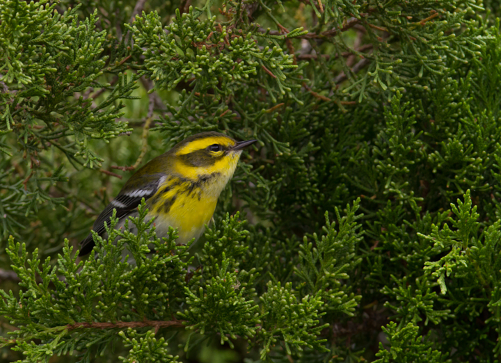 A Townsend's Warbler at Bayside, Assateague Island, Maryland (9/18/2011). Found by Dave Czaplak and Mary Ann Todd on 9/17, this is Maryland's third record, a new species for the Eastern Shore of Maryland, and a first record for Worcester Co. Awesome! Photo by Bill Hubick.