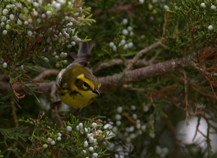 A Townsend's Warbler at Bayside, Assateague Island, Maryland (9/18/2011). Found by Dave Czaplak and Mary Ann Todd on 9/17, this is Maryland's third record, a new species for the Eastern Shore of Maryland, and a first record for Worcester Co. Awesome! Photo by Bill Hubick.