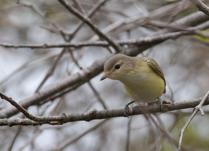 A Warbling Vireo on Assateague Island, Maryland (9/18/2011). Photo by Bill Hubick.