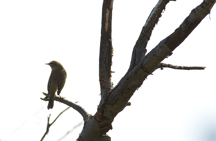 The first Western Palm Warbler of the season - OK, now I believe that fall is on the way. (Swan Creek, Maryland, 9/11/2011). Photo by Bill Hubick.