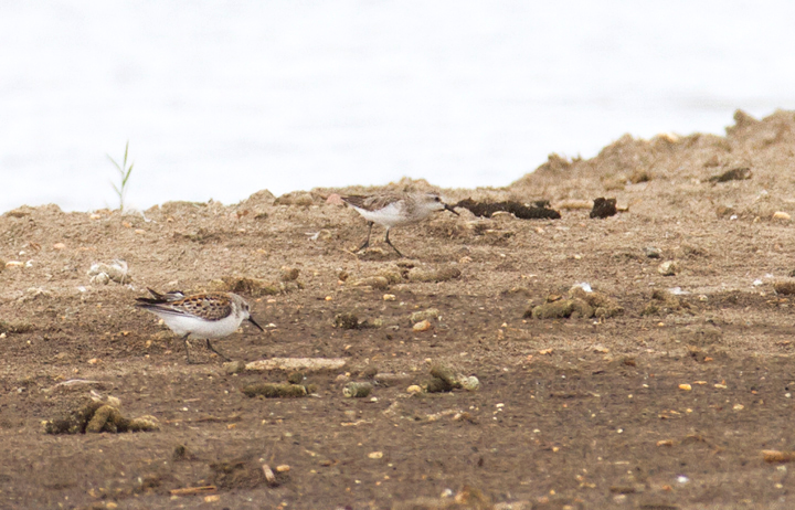 The first juvenile Western Sandpiper of the fall in Anne Arundel Co., Maryland (9/5/2011). At this date, our adult Westerns are already well on their way to basic plumage. Photo by Bill Hubick.