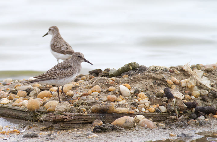 A White-rumped Sandpiper at Swan Creek, Anne Arundel Co., Maryland (9/5/2011). Photo by Bill Hubick.