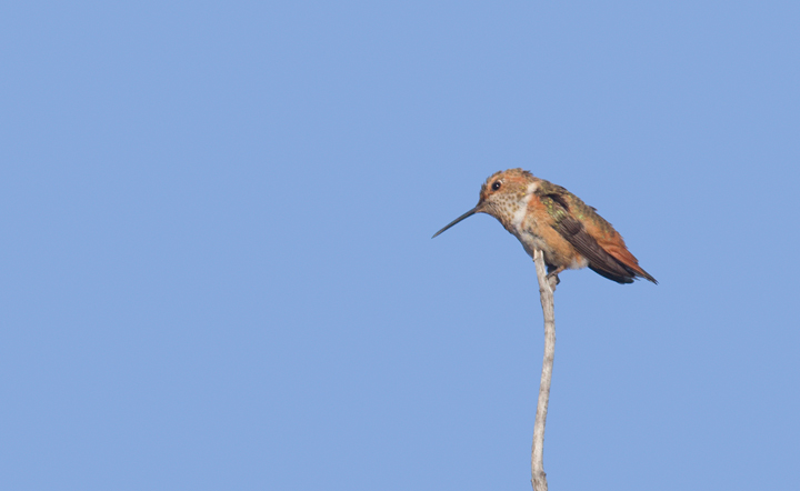 A presumed Allen's Hummingbird near the Tijuana River mouth in San Diego Co., California (10/7/2011). Photo by Bill Hubick.