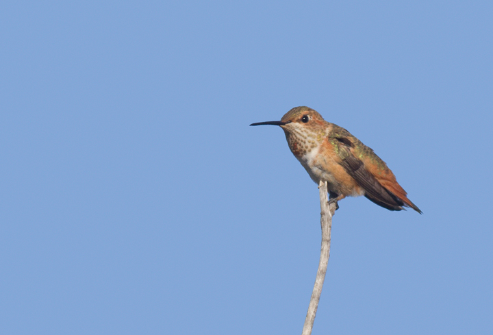 A presumed Allen's Hummingbird near the Tijuana River mouth in San Diego Co., California (10/7/2011). Photo by Bill Hubick.