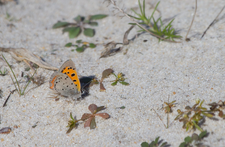 An American Copper on Assateague Island, Maryland (10/16/2011). Photo by Bill Hubick.