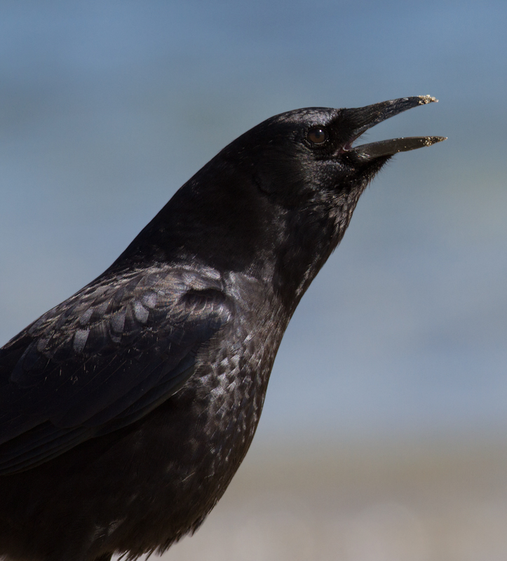 An American Crow on the beach at Malibu Lagoon, California (9/30/2011). Photo by Bill Hubick.