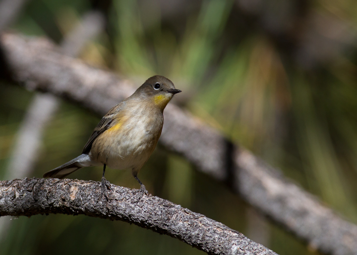 An Audubon's Warbler in Santa Barbara Co., California (10/1/2011). Photo by Bill Hubick.