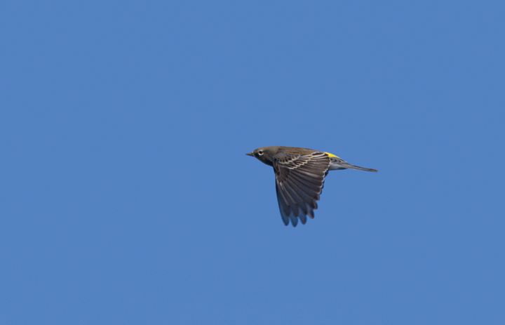 An Audubon's Warbler migrating over the Pacific Ocean off San Diego, California (10/8/2011). Photo by Bill Hubick.