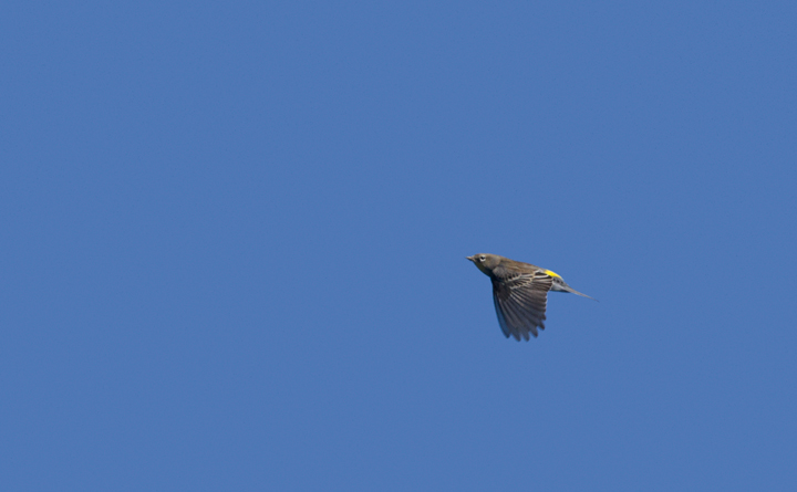 An Audubon's Warbler migrating over the Pacific Ocean off San Diego, California (10/8/2011). Photo by Bill Hubick.