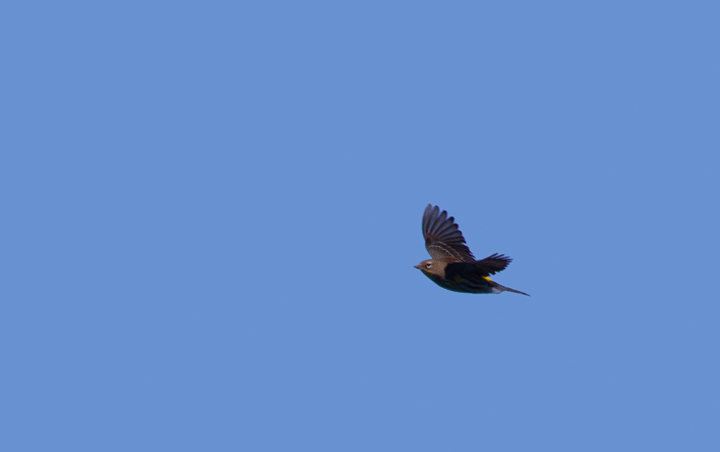 An Audubon's Warbler migrating over the Pacific Ocean off San Diego, California (10/8/2011). Photo by Bill Hubick.