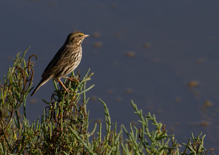 A Belding's Savannah Sparrow at Bolsa Chica, California (10/6/2011). Photo by Bill Hubick.