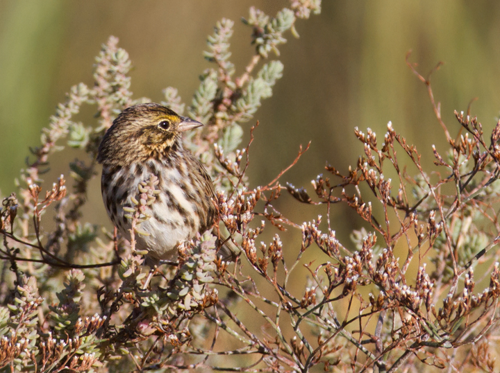 A Belding's Sparrow near the Tijuana River mouth, San Diego Co., California (10/7/2011). Photo by Bill Hubick.