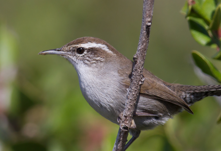 An unusually cooperative Bewick's Wren poses for photos near the tidepools at Cabrillo NM, California (10/7/2011). Photo by Bill Hubick.