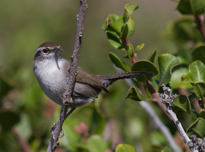 An unusually cooperative Bewick's Wren poses for photos near the tidepools at Cabrillo NM, California (10/7/2011). Photo by Bill Hubick.