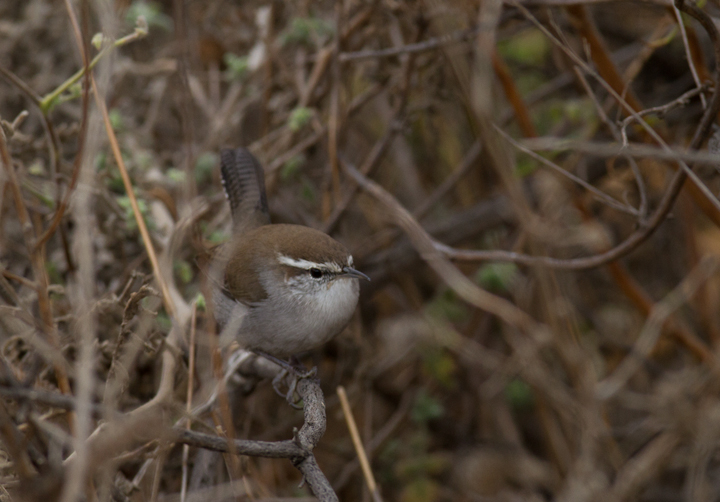 A Bewick's Wren at Lake Piru, California (10/4/2011). Photo by Bill Hubick.