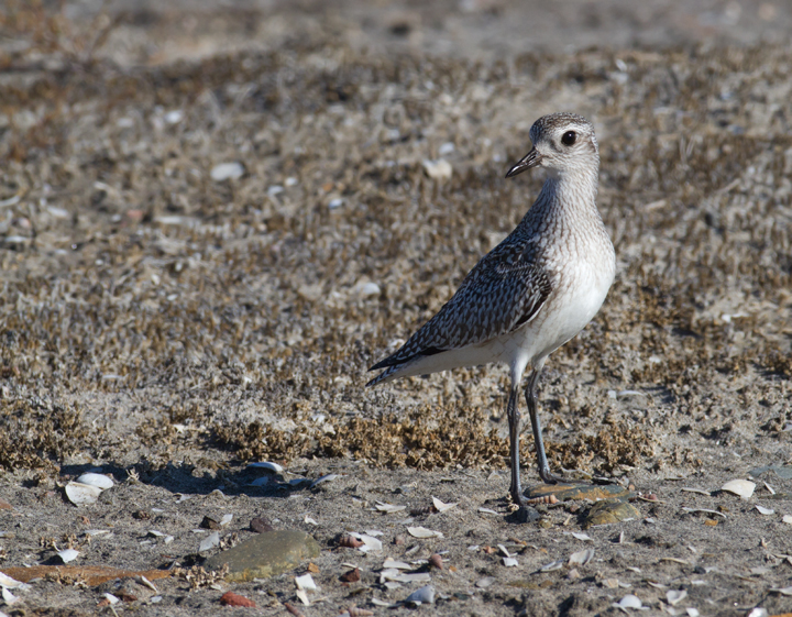 A Black-bellied Plover near the Tijuana River, California (10/7/2011). Photo by Bill Hubick.