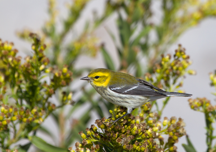 A Black-throated Green Warbler feeds in the Seaside Goldenrod on Assateague Island, Maryland (10/22/2011). Photo by Bill Hubick.