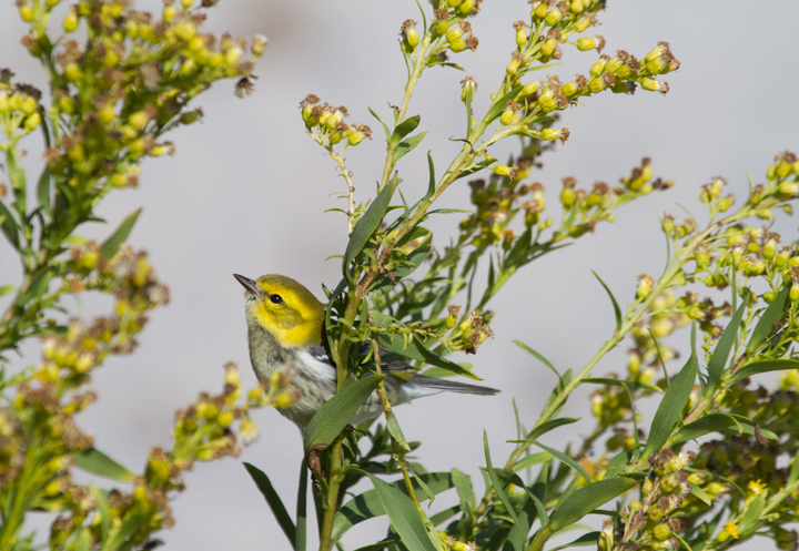 A Black-throated Green Warbler feeds in the Seaside Goldenrod on Assateague Island, Maryland (10/22/2011). Photo by Bill Hubick.