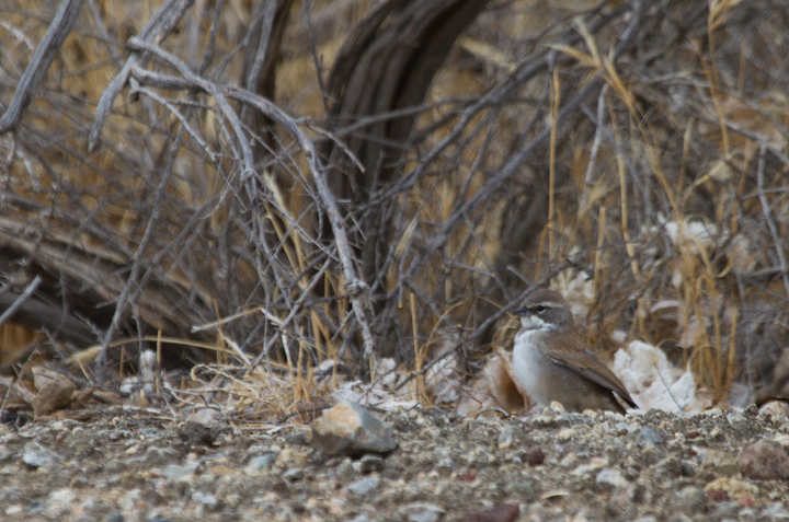 An immature Black-throated Sparrow at Galileo Hill, California (10/5/2011). Photo by Bill Hubick.