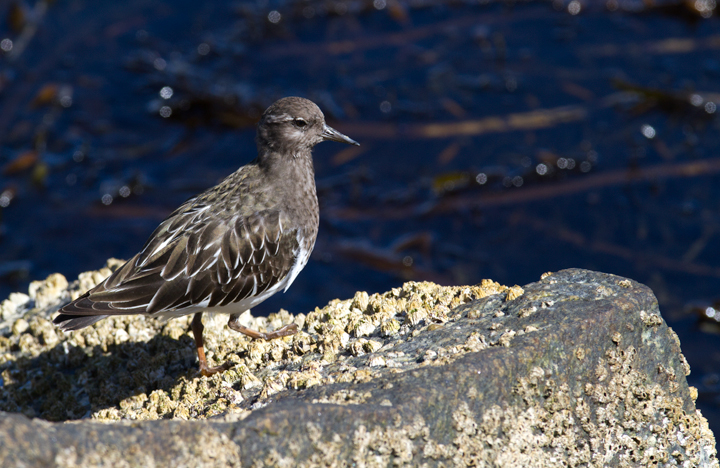 A Black Turnstone at Newport Harbor, California (10/06/2011). Photo by Bill Hubick.