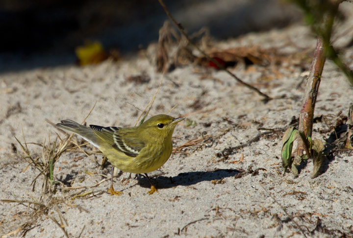 A migrant Blackpoll Warbler refuels on Assateague Island, Maryland (10/16/2011). Photo by Bill Hubick.