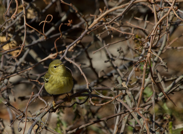 A migrant Blackpoll Warbler refuels on Assateague Island, Maryland (10/16/2011). Photo by Bill Hubick.