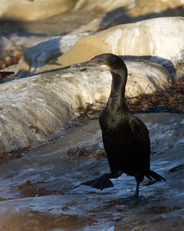 Brandt's Cormorants at La Jolla, California (10/6/2011). Photo by Bill Hubick.