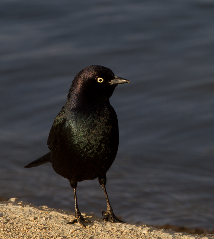 A male Brewer's Blackbird struts for the camera at Apollo Park, California (10/4/2011). Photo by Bill Hubick.