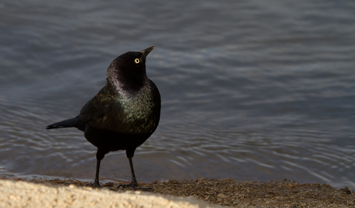 A male Brewer's Blackbird struts for the camera at Apollo Park, California (10/4/2011). Photo by Bill Hubick.