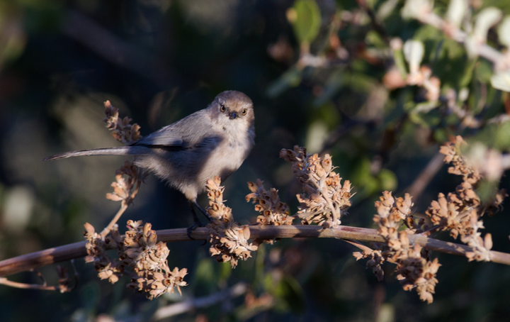 A Bushtit in Santa Barbara Co., California (10/1/2011). Photo by Bill Hubick.