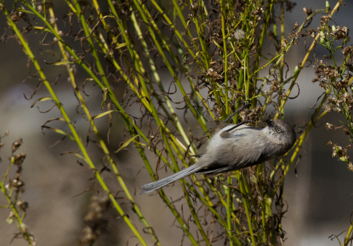 A Bushtit forages near the lighthouse at Cabrillo NM, California (10/7/2011). Photo by Bill Hubick.