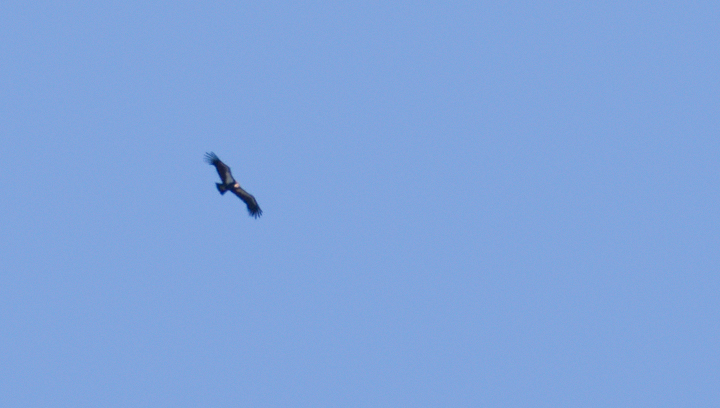 The California Condors we spotted soaring near Bitter Creek were a sight we'll never forget (10/3/2011). Photo by Bill Hubick.