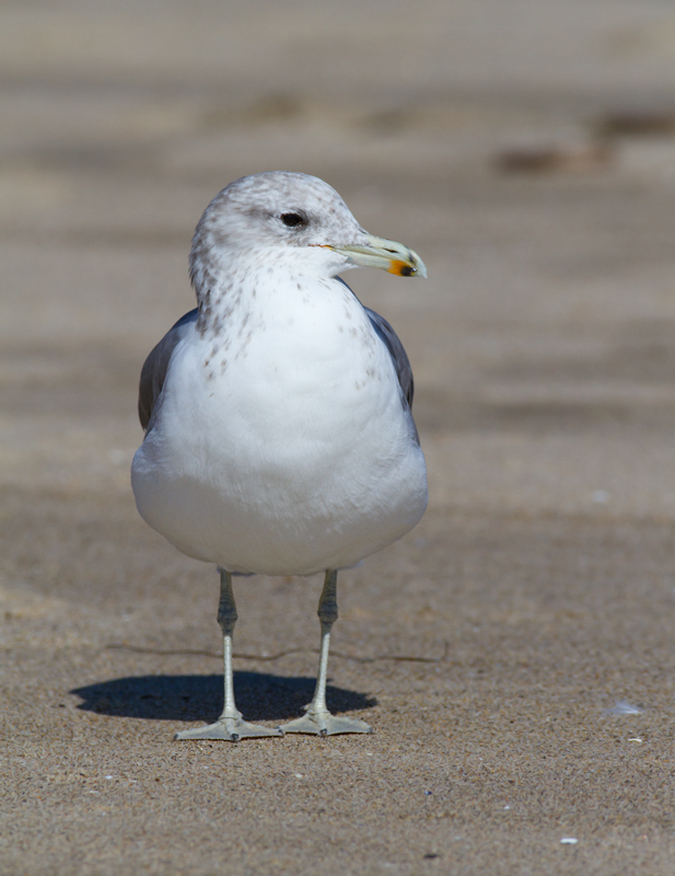 California Gulls in Malibu, California (9/30/2011). Photo by Bill Hubick.