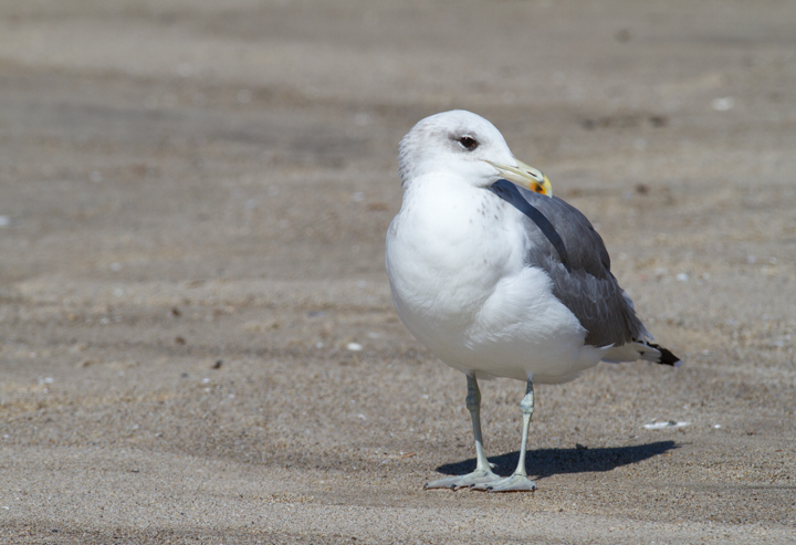 California Gulls in Malibu, California (9/30/2011). Photo by Bill Hubick.