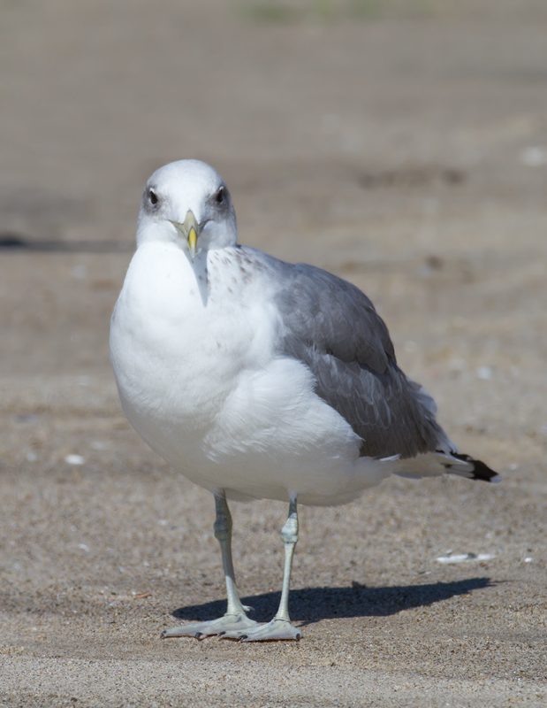 California Gulls in Malibu, California (9/30/2011). Photo by Bill Hubick.