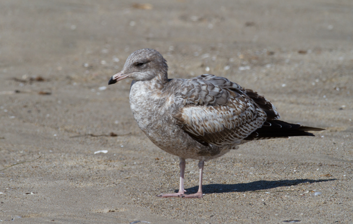 California Gulls in Malibu, California (9/30/2011). Photo by Bill Hubick.