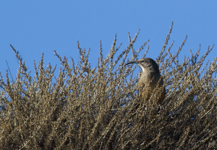 A California Thrasher at Cabrillo NM, California (10/7/2011). Photo by Bill Hubick.