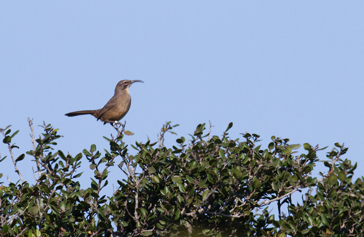 A California Thrasher at Cabrillo NM, California (10/7/2011). Photo by Bill Hubick.