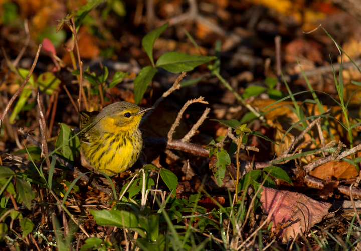 Cape May Warblers on Assateague Island, Maryland (10/16/2011). Photo by Bill Hubick.