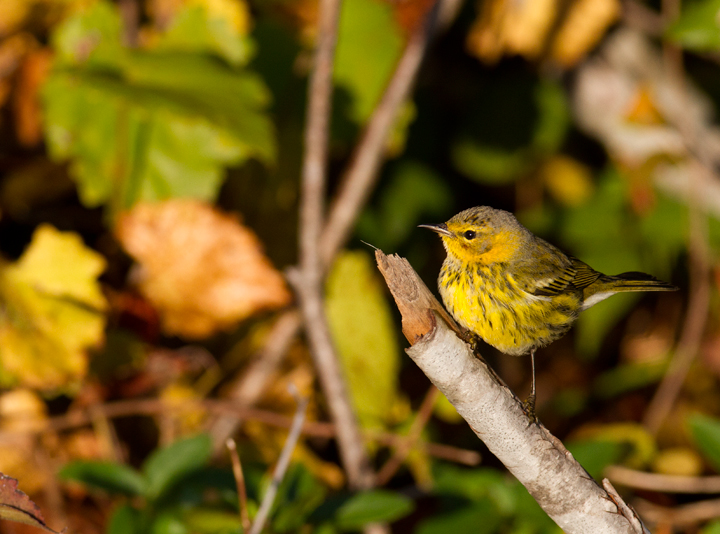 Cape May Warblers on Assateague Island, Maryland (10/16/2011). Photo by Bill Hubick.