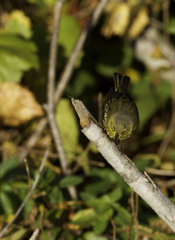 Cape May Warblers on Assateague Island, Maryland (10/16/2011). Photo by Bill Hubick.