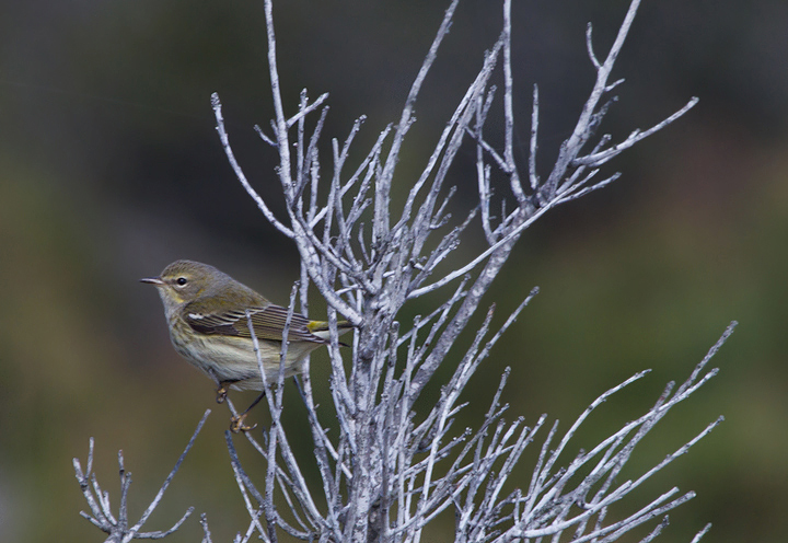 A drab Cape May Warbler on Assateague Island (10/16/2011) - an easy miss right now among the building numbers of Myrtles. Photo by Bill Hubick.