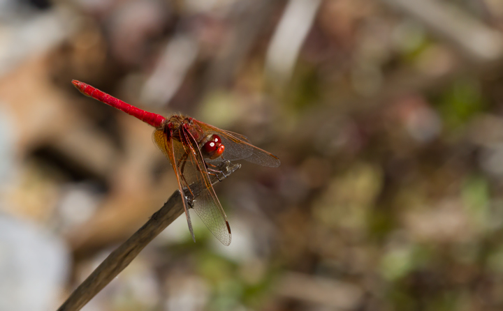 A Cardinal Meadowhawk on Santa Cruz Island, California (10/2/2011). Photo by Bill Hubick.