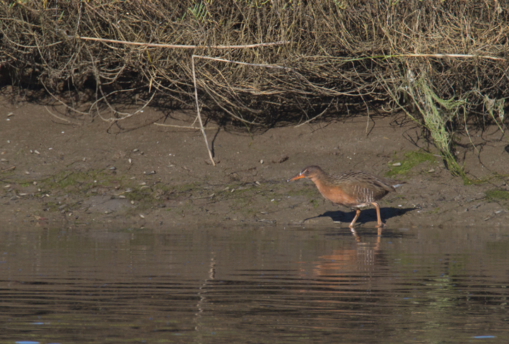 A "Light-footed" Clapper Rail (<em>R. l. levipes</em>) forages on the mudflats near the mouth of the Tijuana River in southernmost California (10/7/2011). Photo by Bill Hubick.