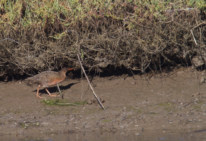 A "Light-footed" Clapper Rail (<em>R. l. levipes</em>) forages on the mudflats near the mouth of the Tijuana River in southernmost California (10/7/2011). Photo by Bill Hubick.