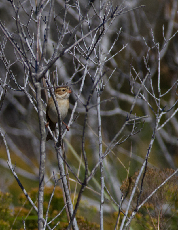 Two Clay-colored Sparrows on Assateague Island, Maryland (10/16/2011). Photo by Bill Hubick.